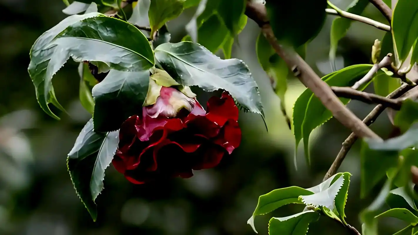 黑魔法茶花,神秘深紫绽放高贵气质!生长在温暖湿润,阳光充足之地.