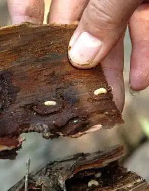 一条虫何以如此猖狂