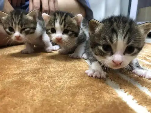 【余杭未来科技城】无偿领养蓝猫混田园小奶猫