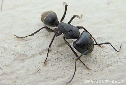 突发奇想,把蚂蚁放大一万倍,能不能主宰地球?