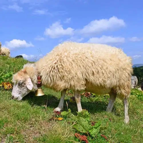绵羊图片_绵羊图片大全_全景图片网