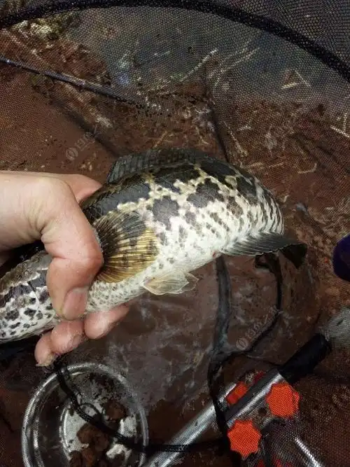 渴望已久的钓鱼天却带来的是失望 - 钓鱼之家