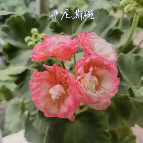 没想到今年依然开爆了94看上好几个天竺葵品种秋天应该会入几颗