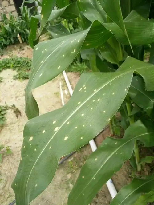 区农发局植保人员深入田间开展农作物病虫害监测调查工作