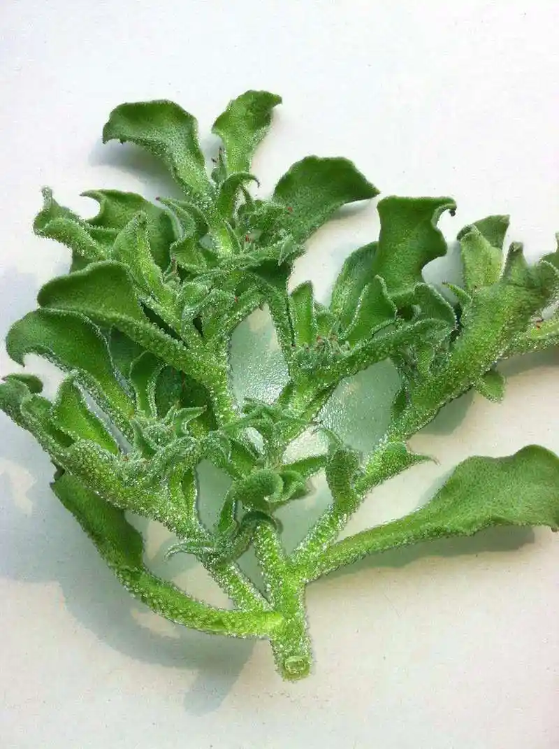 泉鑫水晶冰菜 – 产品展示 - 泾阳县泉鑫果蔬专业合作社