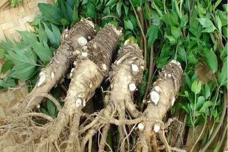 当归的养殖殖方法