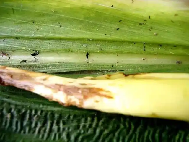 蓟马危害图解及其防治要点