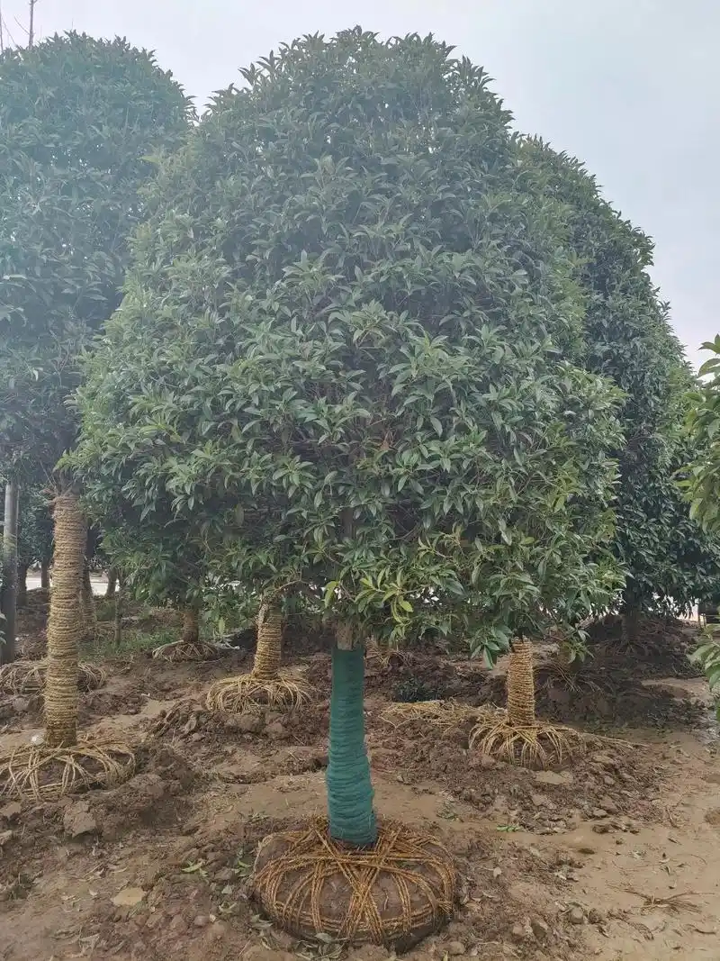庭院植物丹桂朱砂贵状元红##桂花 #八月桂花遍地开  - 抖音