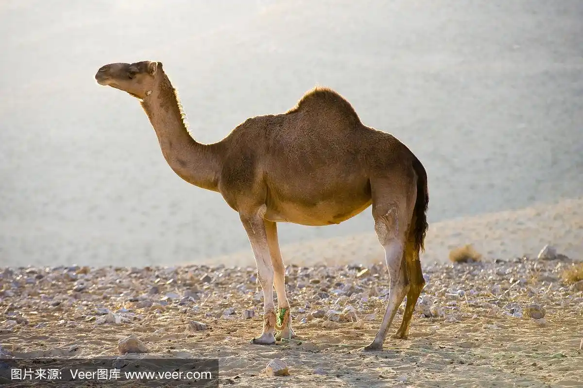 沙漠中的单峰骆驼