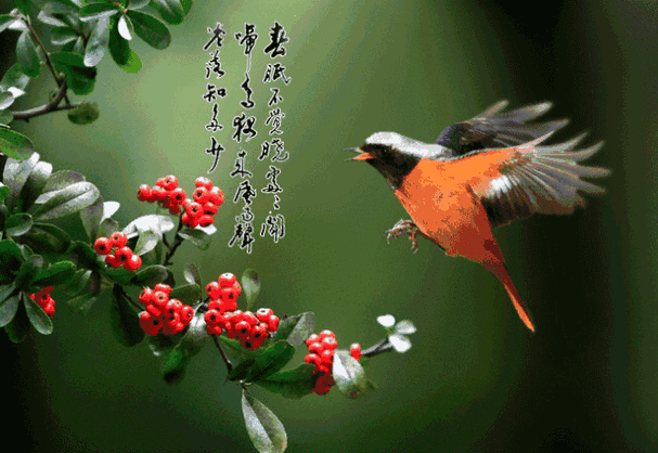 640_441gif 动态图 动图