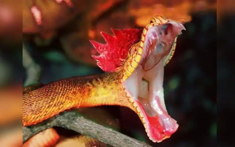 鸡冠蛇(鳞目蛇科动物)_摘编百科