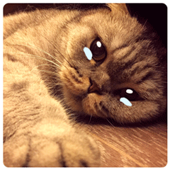 极度伤心gif猫咪gif难过gif流泪gif