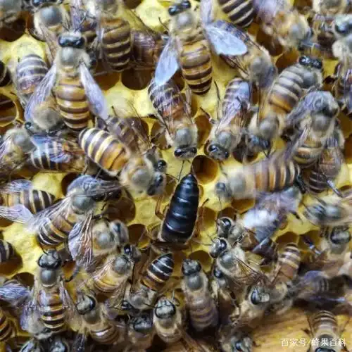 为什么新蜂王都选择在下午交尾而不是上午呢?以下四个原因是重点