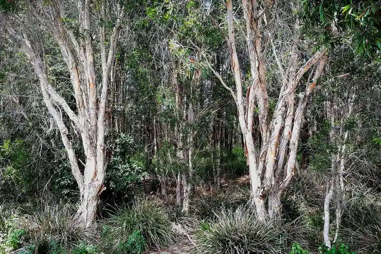桉树:澳洲森林大火的导火索