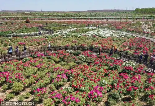 摄↑2021年4月17日,游客在河北省邯郸市峰峰矿区西固义乡牡丹种植基地