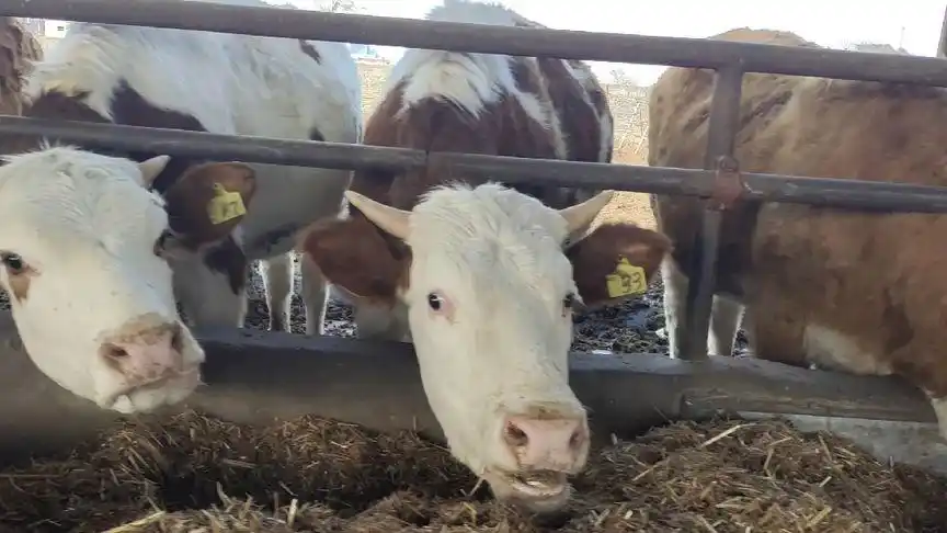 00:10121次播放·03-16精品西门塔尔母牛怀孕三四个月了!