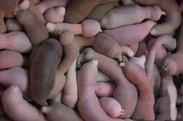 海老鼠是啥 - 懂得