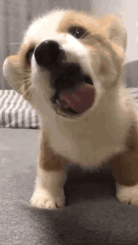 281_500竖版 竖屏gif 动态图 动图