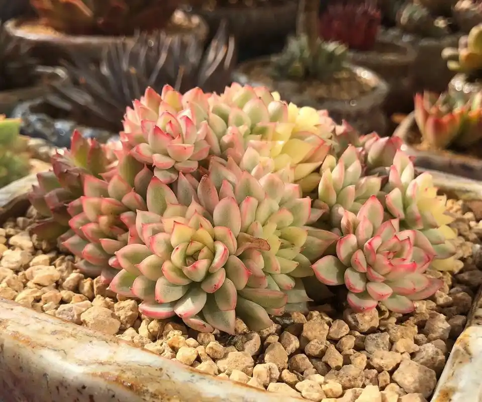 新手养多肉推荐～好养又好看系列94 品名:女雏锦,普货.