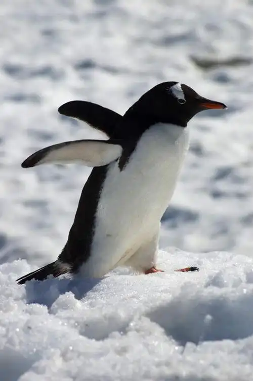 无人,站,举,竖图,室外,白天,侧面,旅游,度假,美景,企鹅,野生动物,伸展