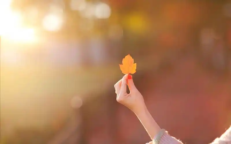 唯美的秋天落叶温暖治愈系图片桌面壁纸高清 第二辑