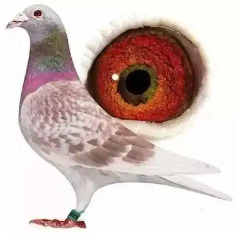 而红鸽子血统,是一个优秀的赛鸽棚中的一系列种鸽体系里,必须具备的