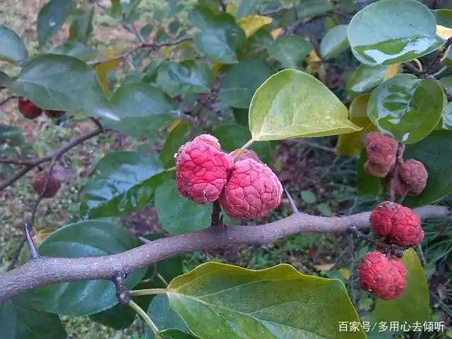 人称"皇帝木",很少知道它的果实价值,每斤60元,泡酒是一绝