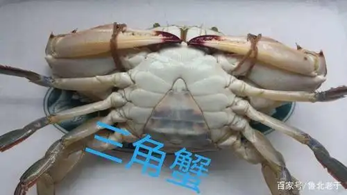 梭子蟹怎样区分公母,啥叫"二母蟹",哪种蟹不能买,听老于咋说