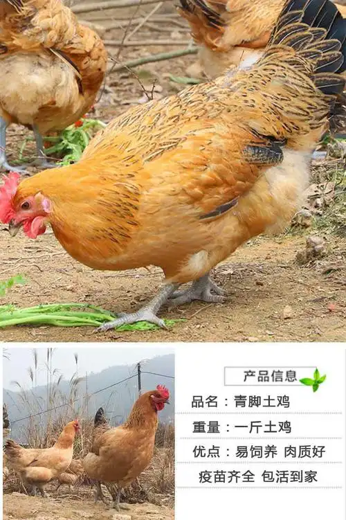 土鸡 麻鸡 青脚麻 脱温鸡 半大鸡 青年鸡土鸡笨鸡草鸡包活到家农家散