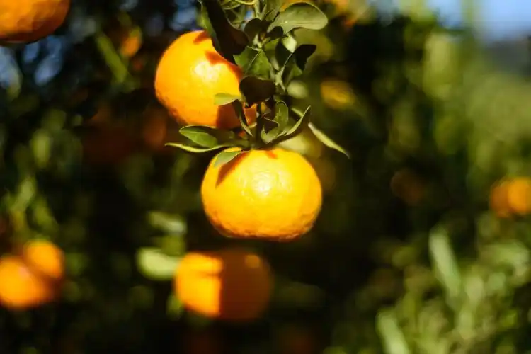 椪柑飘香果农采摘忙 这里椪柑全国有名