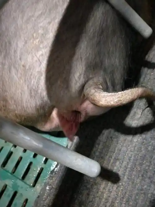 能产破了超过临产但却但却迟迟难产不见2小时产猪,母猪羊水不破能产吗