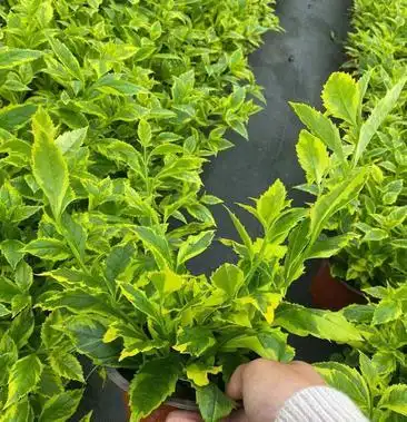 成都基地直供精品金叶假连翘黄叶假连翘金边假连翘