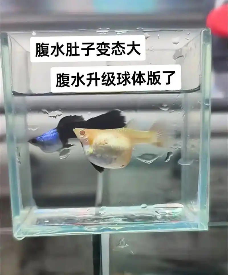 一张图片教您认识孔雀鱼腹水#孔雀鱼#水族#观赏鱼#养鱼养心# - 抖音