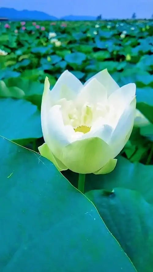 佛说每个人内心都有一朵清净的莲花