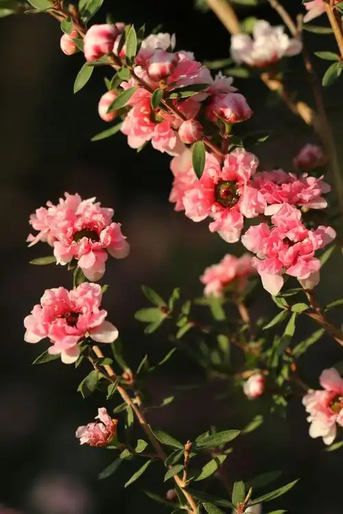 植物园温室的花草