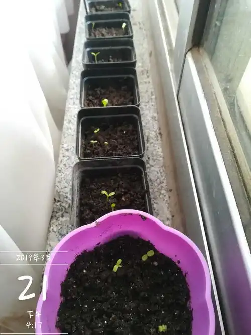 随笔小雏菊成长记三种花这事儿真急不来