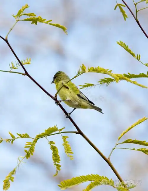 树上的青鸟照片-正版商用图片0hjot8-摄图新视界