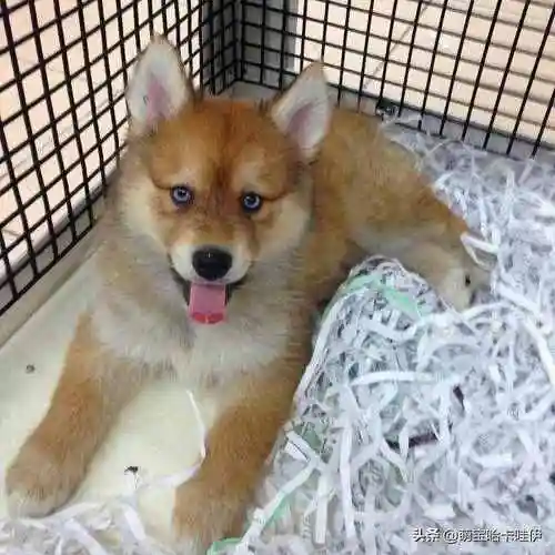 白博美混狐狸狗博美混血儿超像狐狸