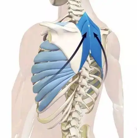 胸椎灵活,你的气就顺了-中国健康