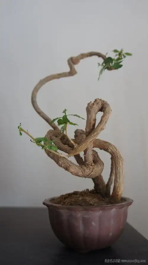 盆景艺术在线-小小掌中宝.野生红枸杞.大家分享.