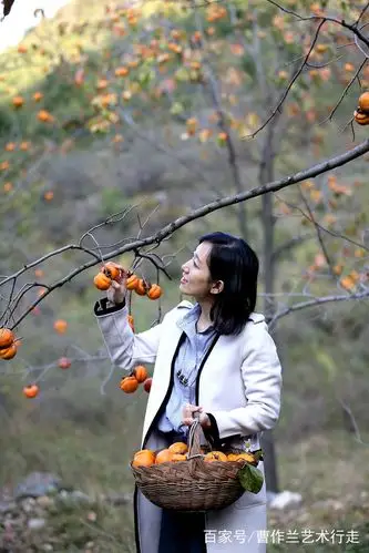 实拍:深秋到山里摘柿子的白领美女