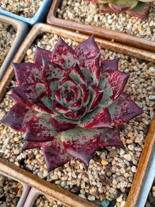 今年颜色出的很好#多肉 #乌木