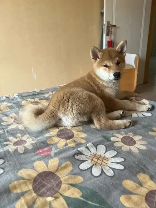 柴犬弟弟坐等有缘人