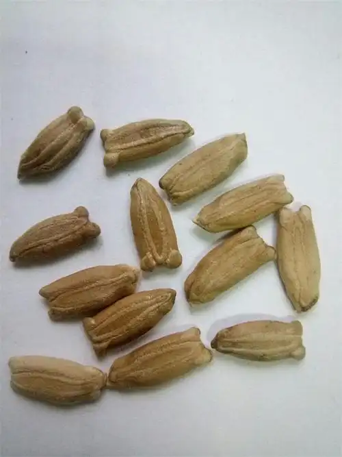 【供应】玩具观赏葫芦种子 宝葫芦种子怎么种