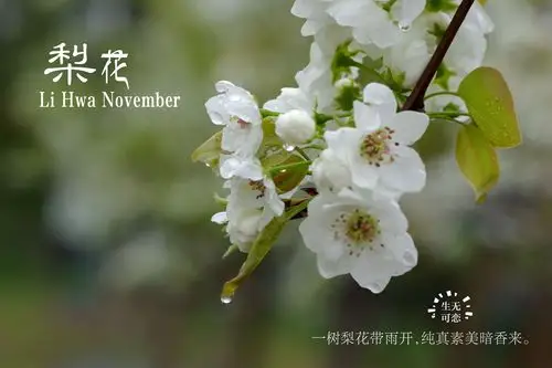 梨花枝带雨,含泪笑春风.