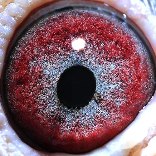 邮政500公里冠军 桑杰士狼狗号 保证金级 拍卖