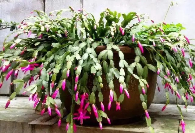 蟹爪兰的种植方法和注意事项