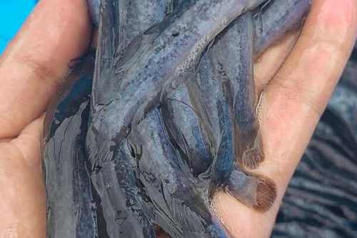 埃及塘鲺鱼苗 0.2/尾 广西埃及鱼苗福建苗,改良快大品种