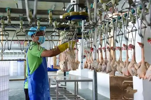 近日,在武平县工业园区远耕食品发展有限公司象洞鸡屠宰车间内,四百余