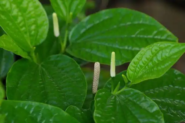 中药古今研究海风藤